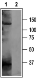 Anti-KCNH5 antibody used in Western Blot (WB). GTX16654