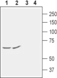 Anti-KCNG1 antibody used in IHC (Free Floating) (IHC (Free Floating)). GTX16711