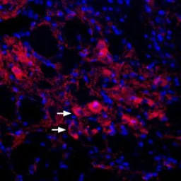 Anti-KCNQ4 antibody used in IHC (Frozen sections) (IHC-Fr). GTX16778