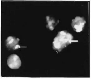 Anti-Nucleolin antibody used in Immunocytochemistry/ Immunofluorescence (ICC/IF). GTX16940