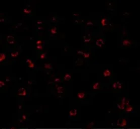 Anti-ATG7 antibody used in Immunocytochemistry/ Immunofluorescence (ICC/IF). GTX16984