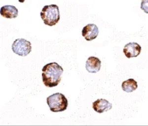Anti-HINT1 antibody used in Immunocytochemistry/ Immunofluorescence (ICC/IF). GTX17017