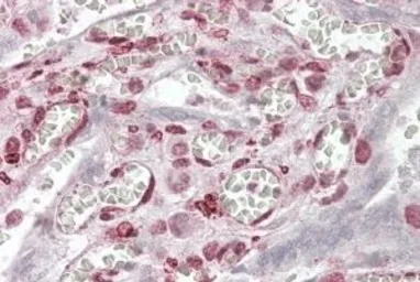 Anti-MAML1 antibody, N-term used in IHC (Paraffin sections) (IHC-P). GTX17019
