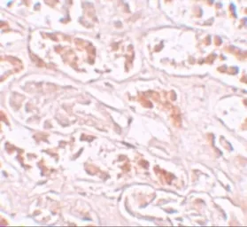 Anti-BANP antibody used in IHC (Paraffin sections) (IHC-P). GTX17092