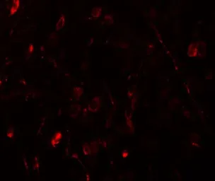 Anti-WIZ antibody used in IHC (Paraffin sections) (IHC-P). GTX17094