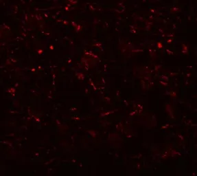 Anti-AP3B2 antibody used in IHC (Paraffin sections) (IHC-P). GTX17145