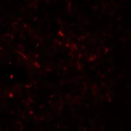 Anti-Epac2 antibody used in IHC (Paraffin sections) (IHC-P). GTX17165