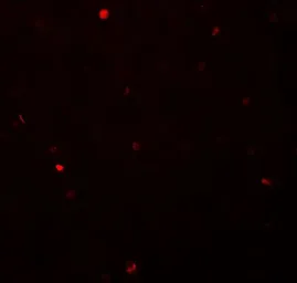 Anti-FOXH1 antibody used in IHC (Paraffin sections) (IHC-P). GTX17182
