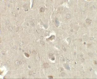 Anti-MIP1 beta antibody used in IHC (Paraffin sections) (IHC-P). GTX17201