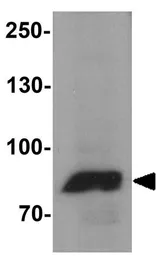 Anti-MFN1 antibody used in Western Blot (WB). GTX17218