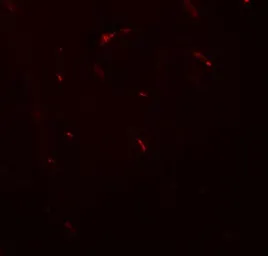 Anti-FOXG1 antibody used in IHC (Paraffin sections) (IHC-P). GTX17231