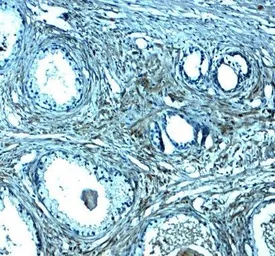 Anti-SPIB antibody used in IHC (Paraffin sections) (IHC-P). GTX17242