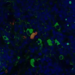 Anti-CD4 antibody [8G1B12] used in IHC (Paraffin sections) (IHC-P). GTX17283