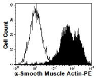 alpha Smooth Muscle Actin anti