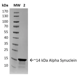 Human alpha Synuclein protein (Pre-Formed Fibrils). GTX17667-pro