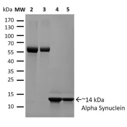 Human alpha Synuclein protein (active, monomer). GTX17668-pro