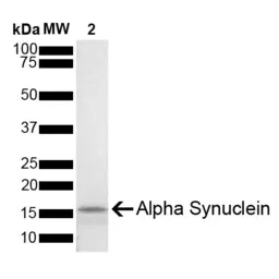 Mouse alpha Synuclein protein (active, monomer). GTX17670-pro