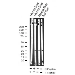 Anti-HSP27 (phospho Ser82) antibody used in Western Blot (WB). GTX17677