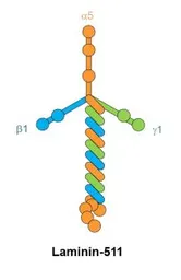 Anti-Laminin 511 antibody [12D] used in  (). GTX17688