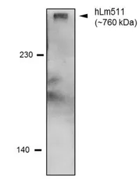 Anti-Laminin 511 antibody [12D] used in Western Blot (WB). GTX17688