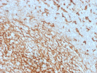 Anti-CD14 antibody [LPSR/2408] used in IHC (Paraffin sections) (IHC-P). GTX17876