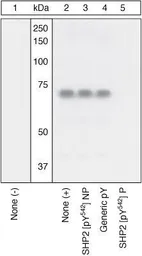 Anti-SHP2 (phospho Tyr542) antibody used in Western Blot (WB). GTX17939