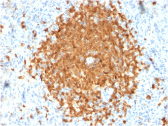 Anti-BOB1 antibody [BOB1/2424] used in IHC (Paraffin sections) (IHC-P). GTX17982