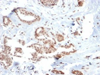 Anti-SOX4 antibody [SOX4/2540] used in IHC (Paraffin sections) (IHC-P). GTX17992