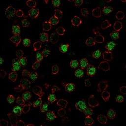 Anti-PU.1 antibody [PU1/2146] used in Immunocytochemistry/ Immunofluorescence (ICC/IF). GTX17997