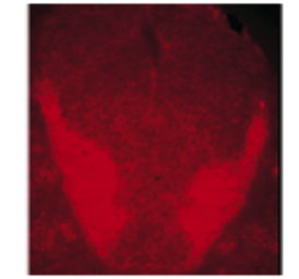 Anti-Synaptobrevin antibody [4E240] used in Immunohistochemistry (IHC). GTX18013