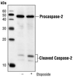 Anti-Caspase 2 antibody [4i13(C2)] used in Western Blot (WB). GTX18029