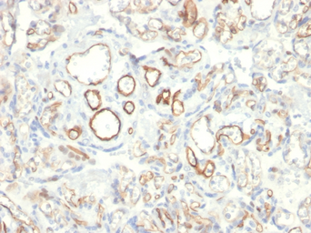 Anti-PODXL antibody [PODXL/2185] used in IHC (Paraffin sections) (IHC-P). GTX18082