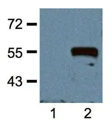 Anti-Myc tag antibody [Myc.A7] used in Western Blot (WB). GTX18185