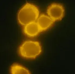 Anti-CD34 antibody [4H11(APG)] (FITC) used in Immunocytochemistry/ Immunofluorescence (ICC/IF). GTX18227