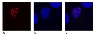 Anti-DDDDK tag antibody [F-tag-01] used in Immunocytochemistry/ Immunofluorescence (ICC/IF). GTX18230