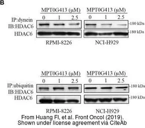 Anti-Ubiquitin antibody used in Western Blot (WB). GTX19247