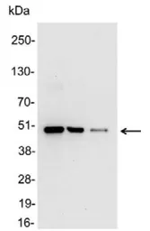 Anti-c-Myc antibody (HRP) used in Western Blot (WB). GTX19312
