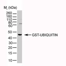 Anti-Ubiquitin antibody [1B4-UB] used in Western Blot (WB). GTX20122