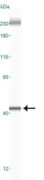 Anti-APE1 antibody [13B8E5C2] used in Western Blot (WB). GTX20194