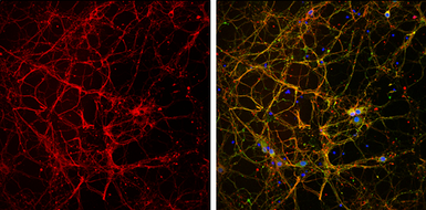 Anti-F-Actin antibody [NH3] used in Immunocytochemistry/ Immunofluorescence (ICC/IF). GTX20205