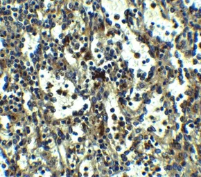 Anti-TLR3 antibody used in IHC (Paraffin sections) (IHC-P). GTX20260