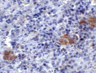 Anti-TLR3 antibody used in IHC (Paraffin sections) (IHC-P). GTX20260