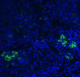Anti-TLR3 antibody used in IHC (Paraffin sections) (IHC-P). GTX20260