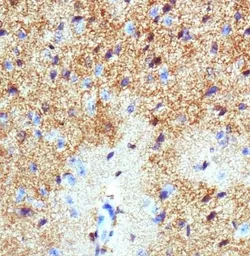Anti-EAAT1 antibody used in IHC (Paraffin sections) (IHC-P). GTX20262