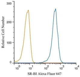 Anti-SR-BI antibody used in Flow cytometry (FCM). GTX20396