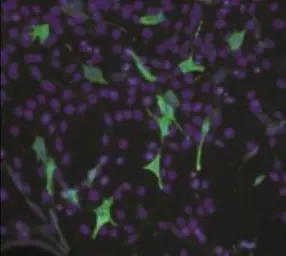 Anti-Firefly Luciferase antibody used in Immunocytochemistry/ Immunofluorescence (ICC/IF). GTX20498