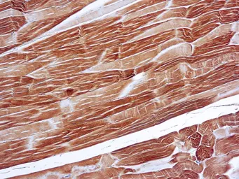 Anti-alpha Sarcomeric Actin antibody [5C5] (ready-to-use) used in IHC (Paraffin sections) (IHC-P). GTX21321