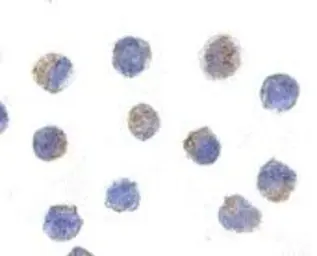 Anti-AIF antibody used in Immunocytochemistry/ Immunofluorescence (ICC/IF). GTX22086