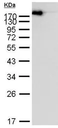 EasyBlot anti Mouse IgG (HRP). GTX221667-01