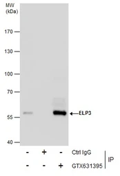 EasyBlot anti Mouse IgG (HRP). GTX221667-01